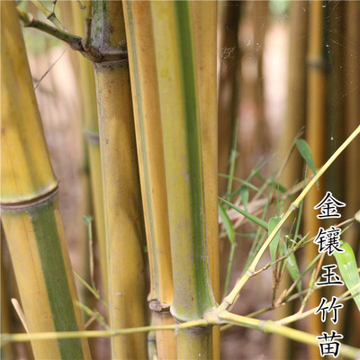 Purple Bamboo Seedlings, Green Bamboo Seedlings, Gold Inlaid Jade Bamboo Seedlings, Moso Bamboo Seedlings, Courtyard Bamboo, Courtyard Wall Plants, Potted Plants, Ground Planting and Greening