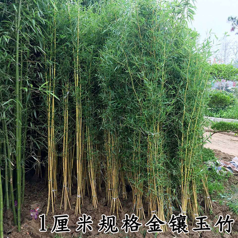 Purple Bamboo Seedlings, Green Bamboo Seedlings, Gold Inlaid Jade Bamboo Seedlings, Moso Bamboo Seedlings, Courtyard Bamboo, Courtyard Wall Plants, Potted Plants, Ground Planting and Greening