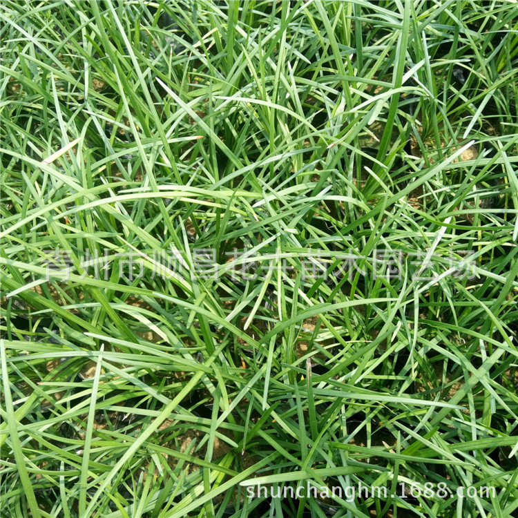 Low Ophiopogon Japonicus Courtyard Grass, Cold-Resistant and Trample-Resistant, Suitable for Landscaping and Lawn Plants, Evergreen with Golden Edges, Ophiopogon Japonicus Grass Seedlings