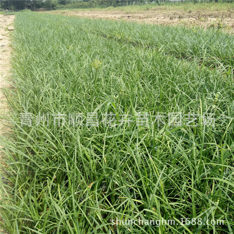 Low Ophiopogon Japonicus Courtyard Grass, Cold-Resistant and Trample-Resistant, Suitable for Landscaping and Lawn Plants, Evergreen with Golden Edges, Ophiopogon Japonicus Grass Seedlings