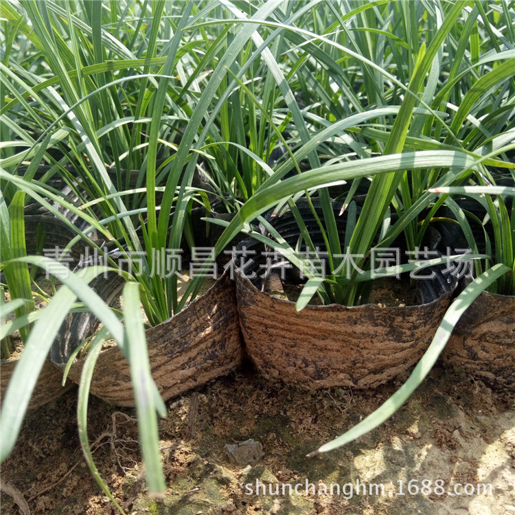 Low Ophiopogon Japonicus Courtyard Grass, Cold-Resistant and Trample-Resistant, Suitable for Landscaping and Lawn Plants, Evergreen with Golden Edges, Ophiopogon Japonicus Grass Seedlings