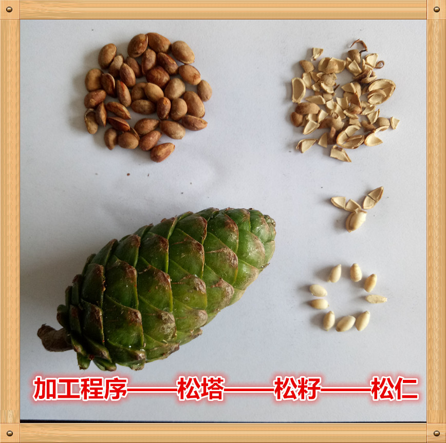 Pine Nuts from Qinba Mountain Region, Direct from the Manufacturer, 2023 New Crop Now Available, Wholesale Direct Supply to Longnan