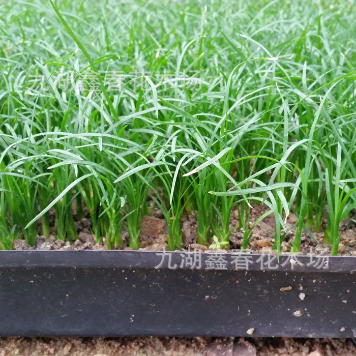 Поставка орхидейных саженцев в бутылках вина, оптовая продажа, миниатюрные растения беукарнея, моховые шары, мини-суккуленты, гидропонные саженцы в горшках