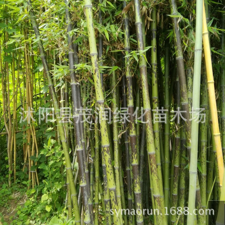 Зеленый бамбук для двора, бамбук с золотым инкрустированным нефритом, фиолетовый бамбук, бамбук Арахат, бамбук Сянфэй, бамбук Черепаха, проект озеленения саженцы бамбука