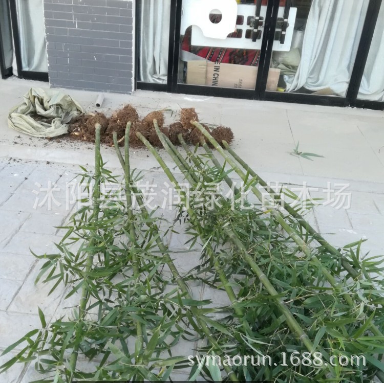 Courtyard Bamboo Green Bamboo Gold Inlaid Jade Bamboo Purple Bamboo Arhat Bamboo Xiangfei Bamboo Tortoise Shell Bamboo Garden Greening Project Bamboo Seedlings