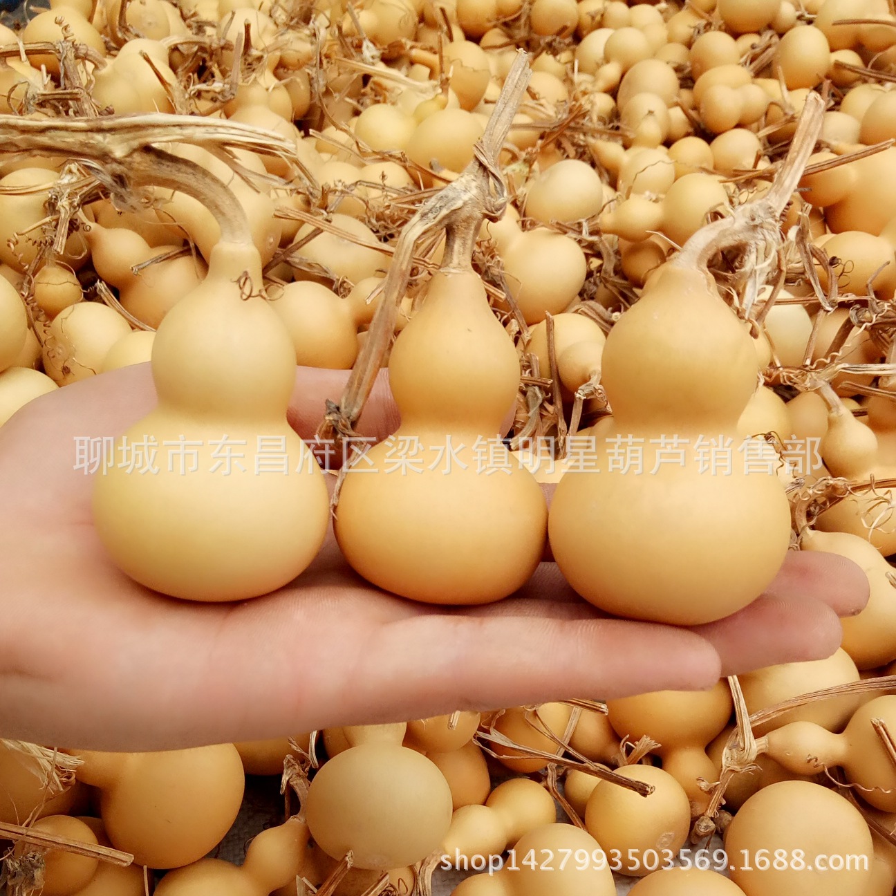 Origin direct supply of natural gourd text play hand twist small gourd play iron gold American gourd grass gold