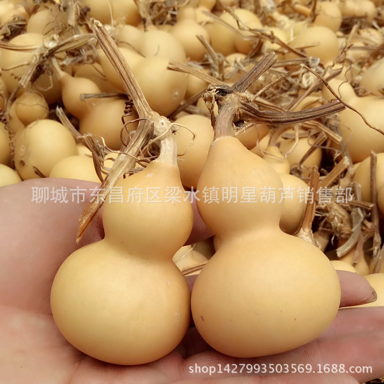 Origin direct supply of natural gourd text play hand twist small gourd play iron gold American gourd grass gold