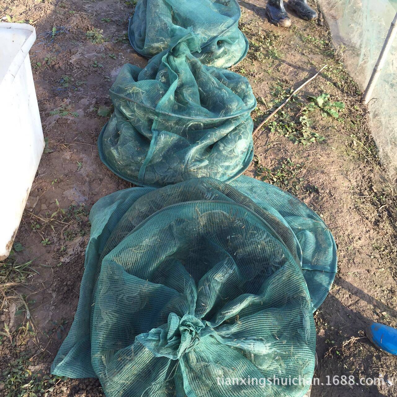 Hubei Honghu Ecological Hairy Crabs, Various Specifications, Shipped from the Base, White Background, Fresh Hairy Crabs, Wholesale from the Origin