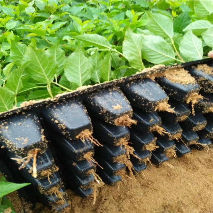 Gisela Dwarf Cherry Seedlings Wholesale Gisela Dwarf No. 6 Rootstock Seedlings No. 12 No. 17 Y1 Cherry Rootstock