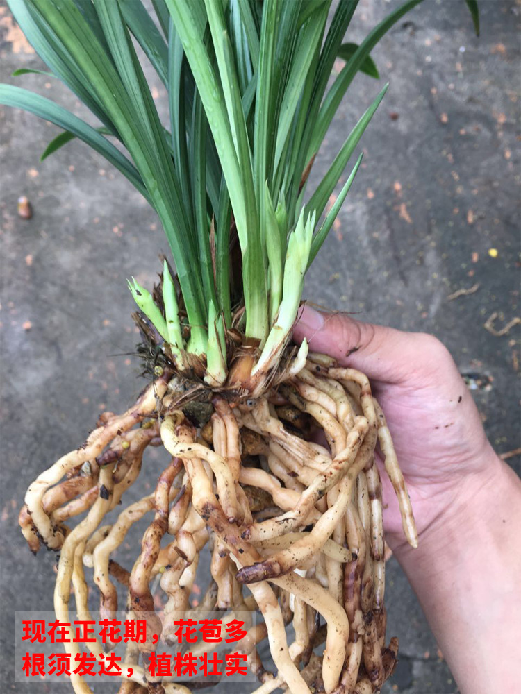 Orchid Seedlings Jianlan Four Seasons Orchid Dafengsu Qihei Fragrance Ink Orchid Orchid Flowering Period with Buds