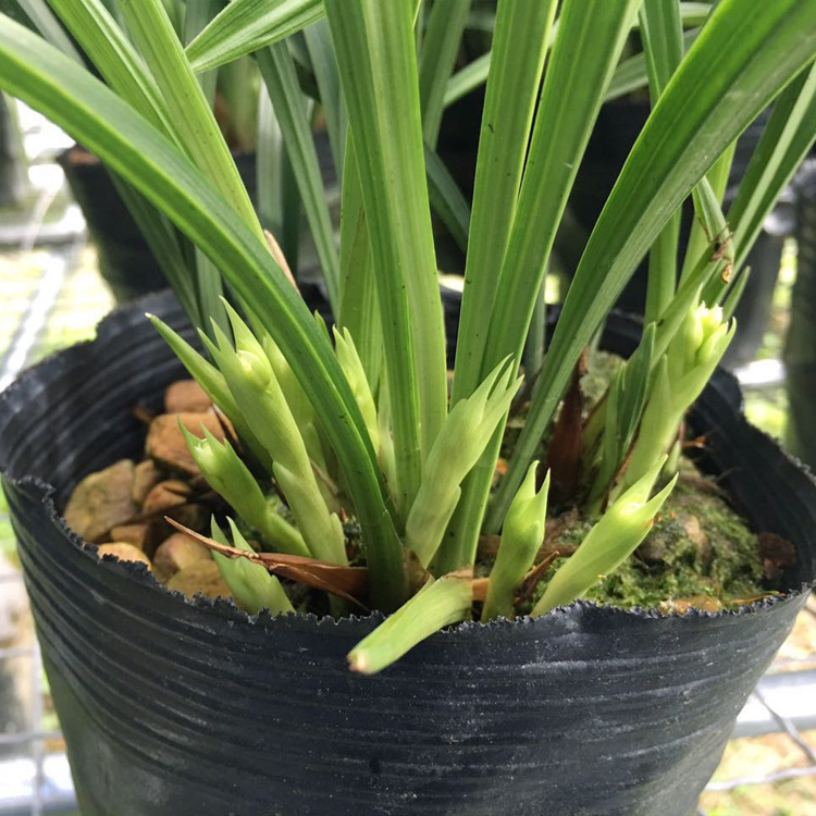 Orchid Seedlings Jianlan Four Seasons Orchid Dafengsu Qihei Fragrance Ink Orchid Orchid Flowering Period with Buds