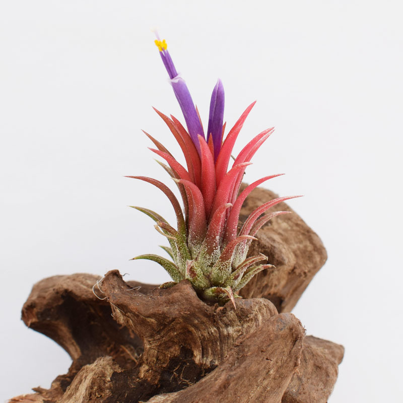 Fuguo Elf Manufacturer Direct Supply Base Straight Hair Air Pineapple Soilless Plant Air Tillandsia