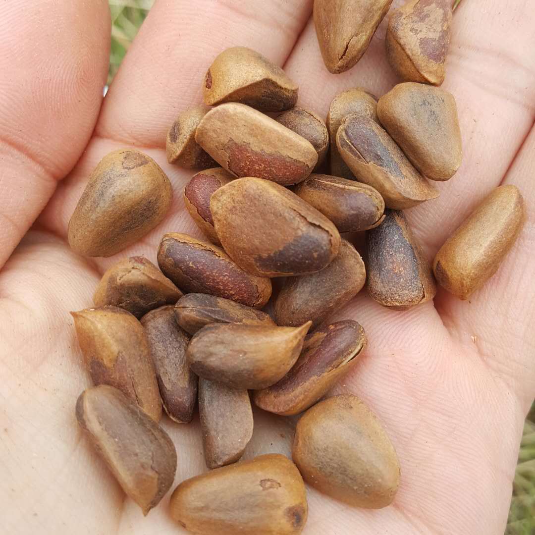 New Original flavor northeast Yichun wild open red pine nuts casual snacks hand-peeled new fried crispy fried