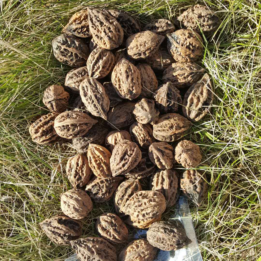 Yichun walnut small Xing'an Ridge walnut Wenwan walnut raw walnut thick peel walnut 500g free shipping