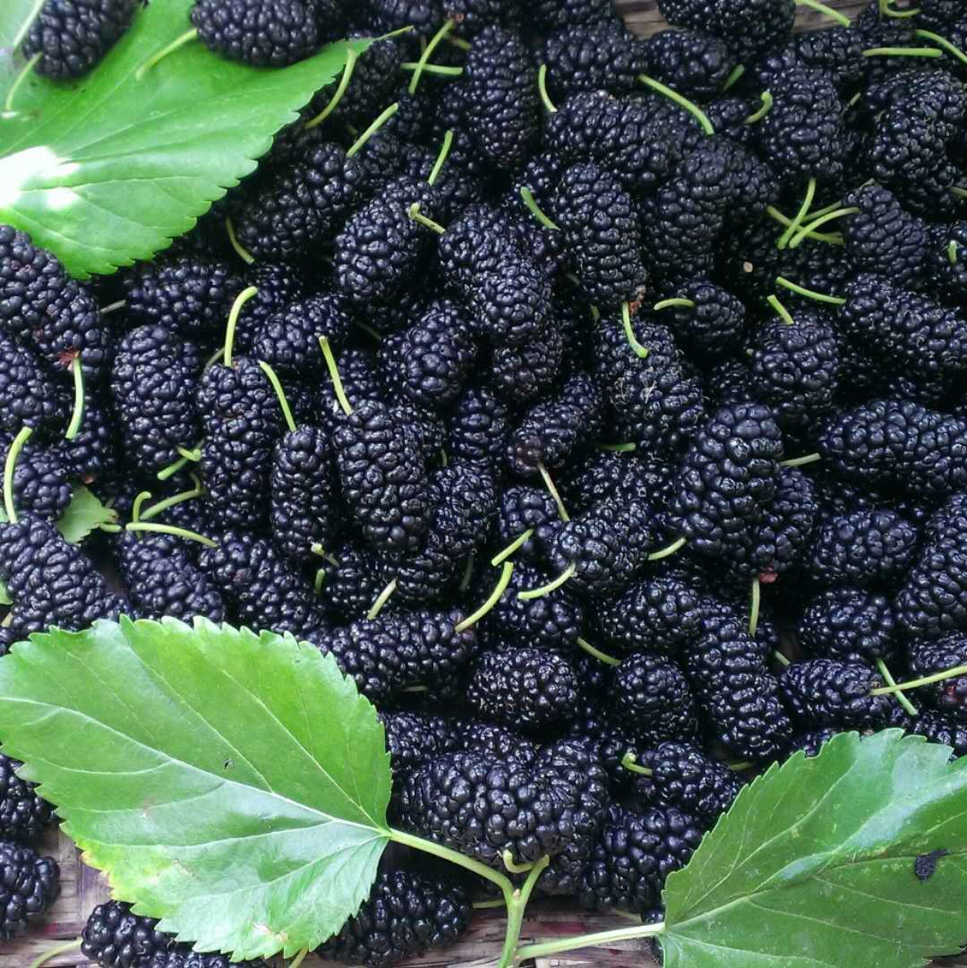 Grade a 25 Years New Arrival Dried Mulberries Edible No-Wash Sichuan Black Mulberries Sand-Free Mulberries Dried Fruit Tea Bulk Wholesale