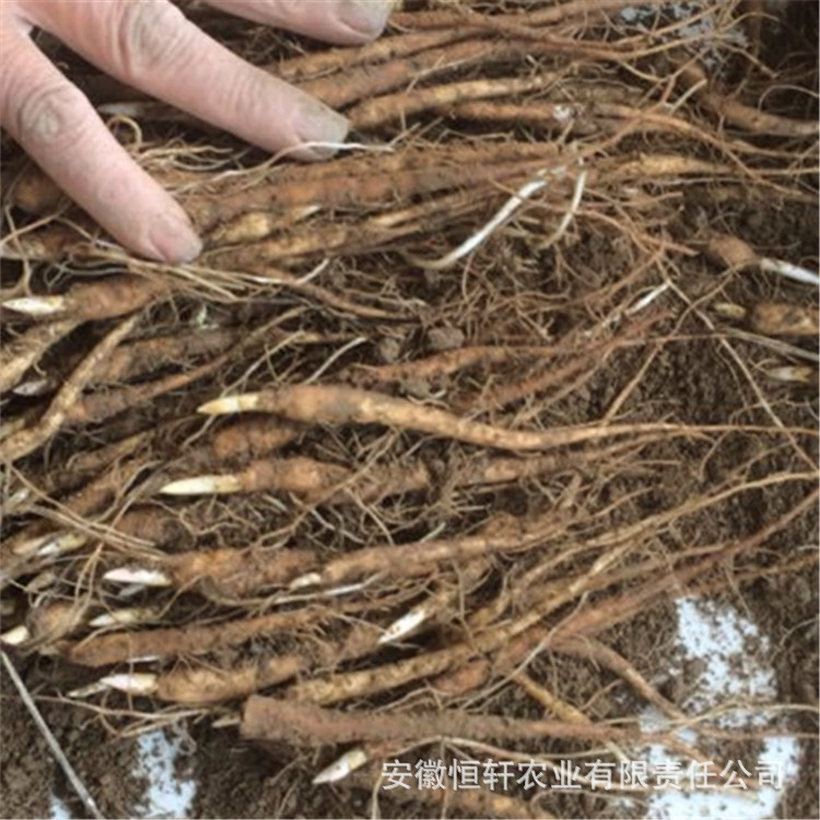 Wholesale Peony Flower Seedlings for 1 Year, White Peony Seedlings for Ornamental Medicinal, White Peony Sprouts, Red Peony Sprouts, Oily Peony