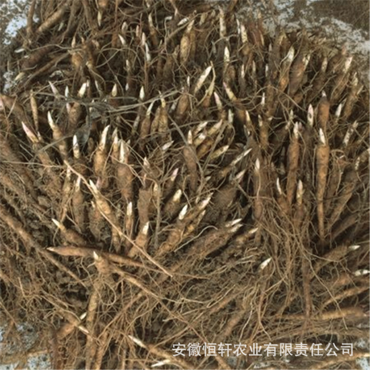 Оптовые саженцы пиона на 1 год, белые саженцы пиона для декоративной медицины, побеги белого пиона, побеги красного пиона, масляный пион