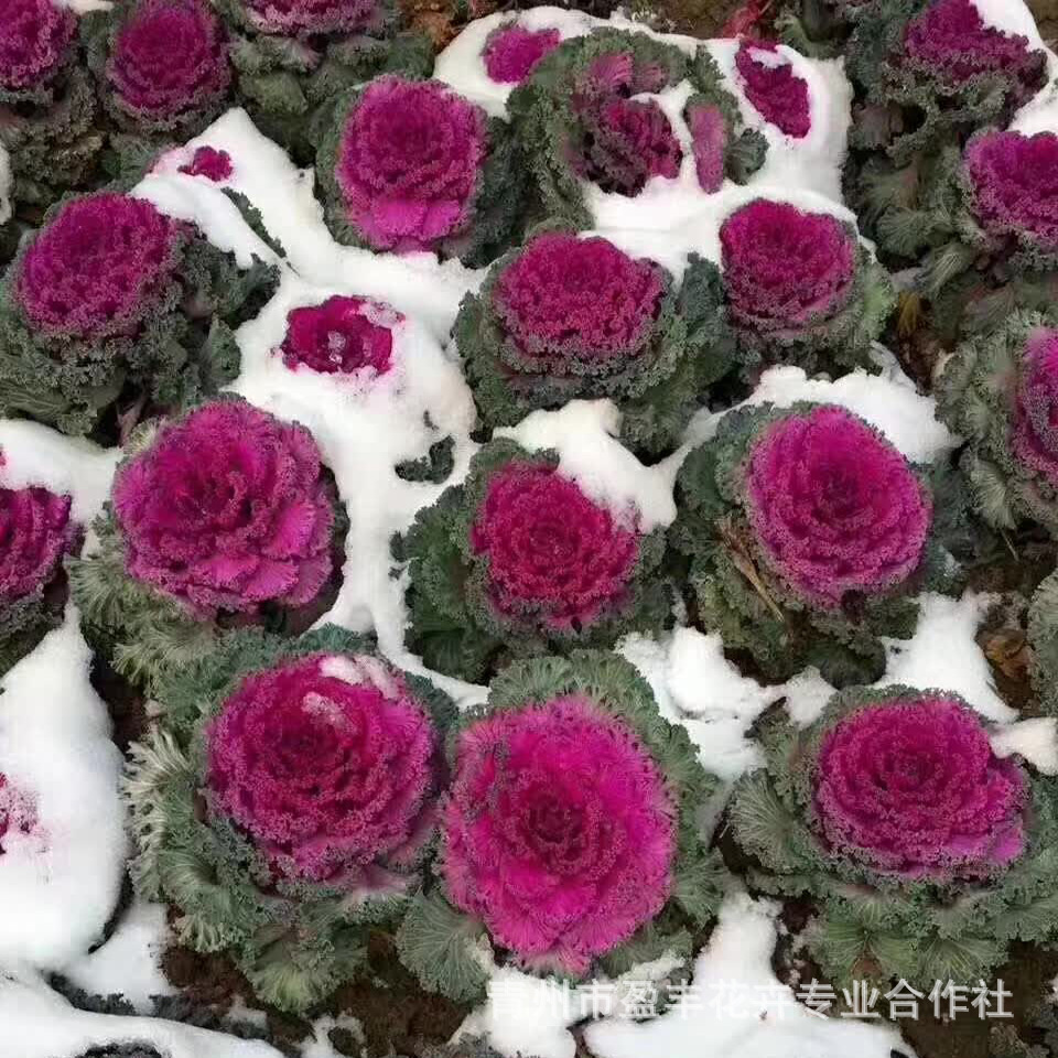 Cup Seedlings Kale Shandong Base Wholesale Large Supply of Kale Cold-Resistant Grass Flower Kale Seedlings