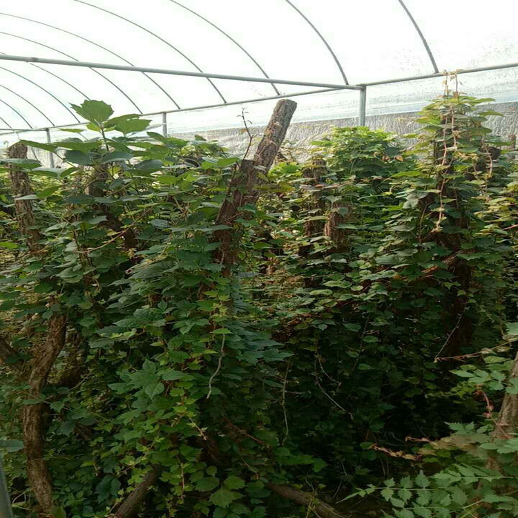 Ivy Seedlings, Wall-Climbing Five-Leaf Brocade Seedlings, Three-Leaf Ivy Seedlings, Large Seedlings, Red-Leaf Climbing Vine Plant Seeds