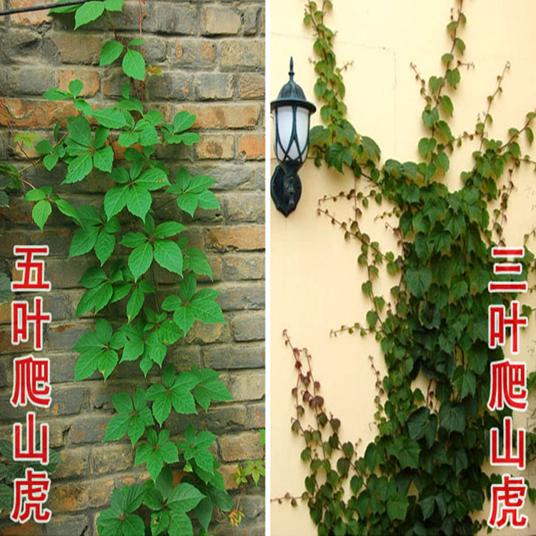Саженцы плюща, вьющиеся саженцы с пятью листьями, саженцы с тремя листьями, крупные саженцы, семена вьющейся лозы с красными листьями