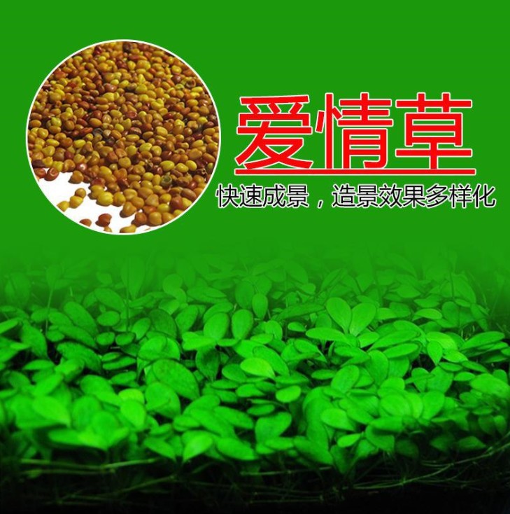 Wholesale Water Grass Seeds Fish Tank Landscape Lawn Seeds Calf Hair Seeds Mini Pair Leaf Grass Seeds Lucky Grass Seeds