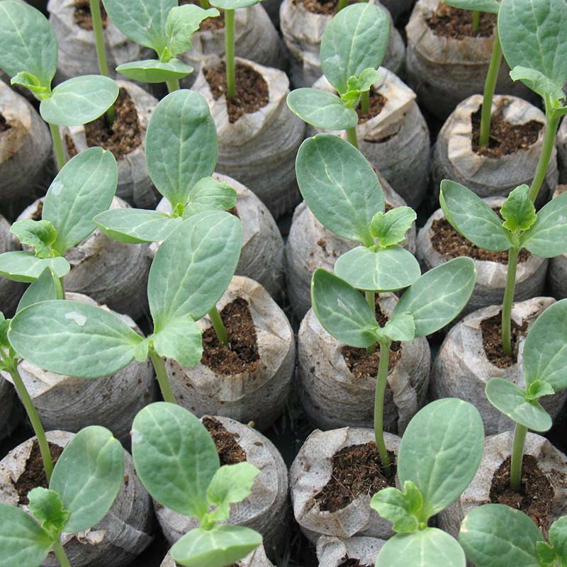 Factory supply and marketing cultivation seedling nutrition block mesh bag compression matrix wholesale flowers and eggplant nutrition