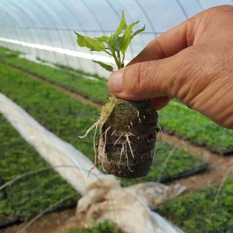 Factory supply and marketing cultivation seedling nutrition block mesh bag compression matrix wholesale flowers and eggplant nutrition