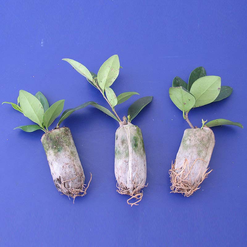 Factory supply and marketing cultivation seedling nutrition block mesh bag compression matrix wholesale flowers and eggplant nutrition