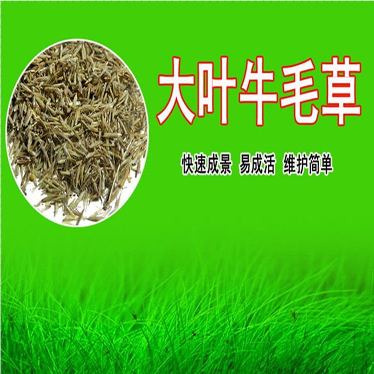 Wholesale Water Grass Seeds Fish Tank Landscape Lawn Seeds Calf Hair Seeds Mini Pair Leaf Grass Seeds Lucky Grass Seeds