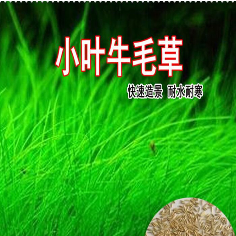 Wholesale Water Grass Seeds Fish Tank Landscape Lawn Seeds Calf Hair Seeds Mini Pair Leaf Grass Seeds Lucky Grass Seeds