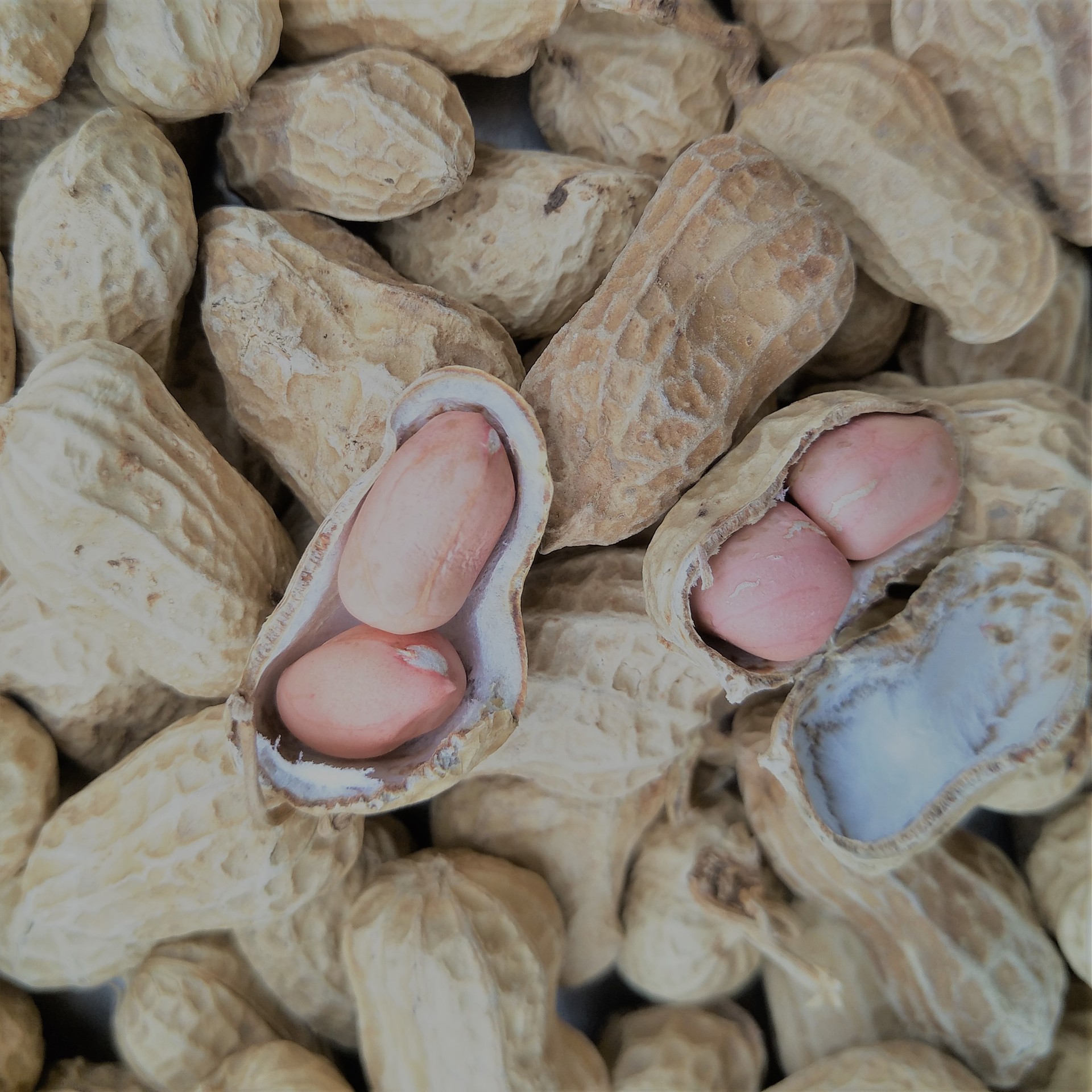 Арахис новый, белый песчаный арахис, съедобный арахис, отборный арахис