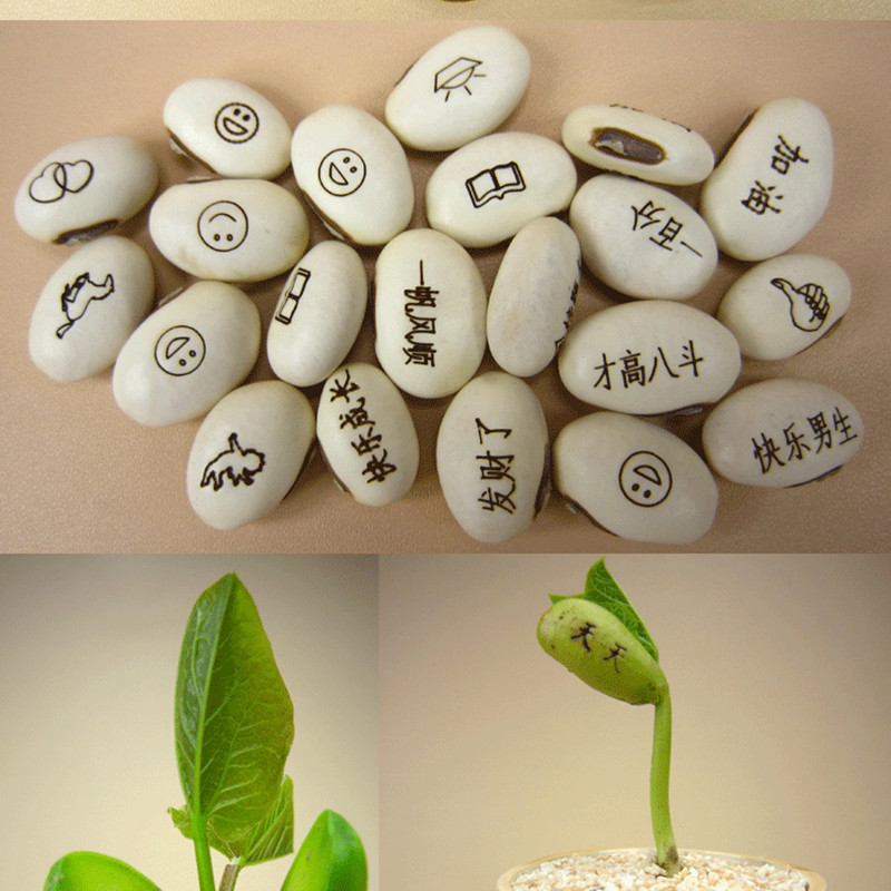 Белые бобы Любовь бобы Семена Мини-ландшафтные украшения Новые странные мини-растительные поделки Научные и образовательные игрушки для студентов