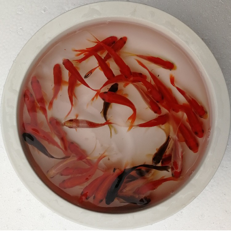 Small cold water fish freshwater fish ornamental fish stall feed fish small goldfish red grass goldfish brocade crucian carp living Shanghai
