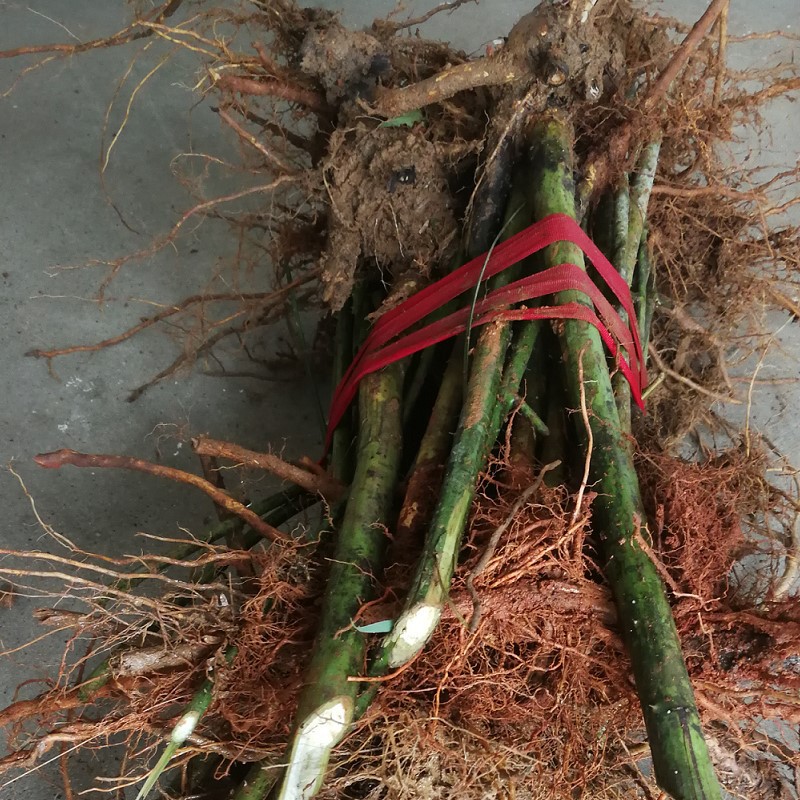 Authentic Large Palm Leaf Raspberry Sapling Red Raspberry Fruit Chinese Medicinal Material March Bubble Thorn Sweet Tea Seed Compound Shed