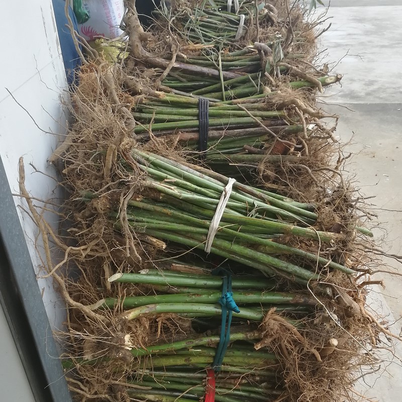 Authentic Large Palm Leaf Raspberry Sapling Red Raspberry Fruit Chinese Medicinal Material March Bubble Thorn Sweet Tea Seed Compound Shed