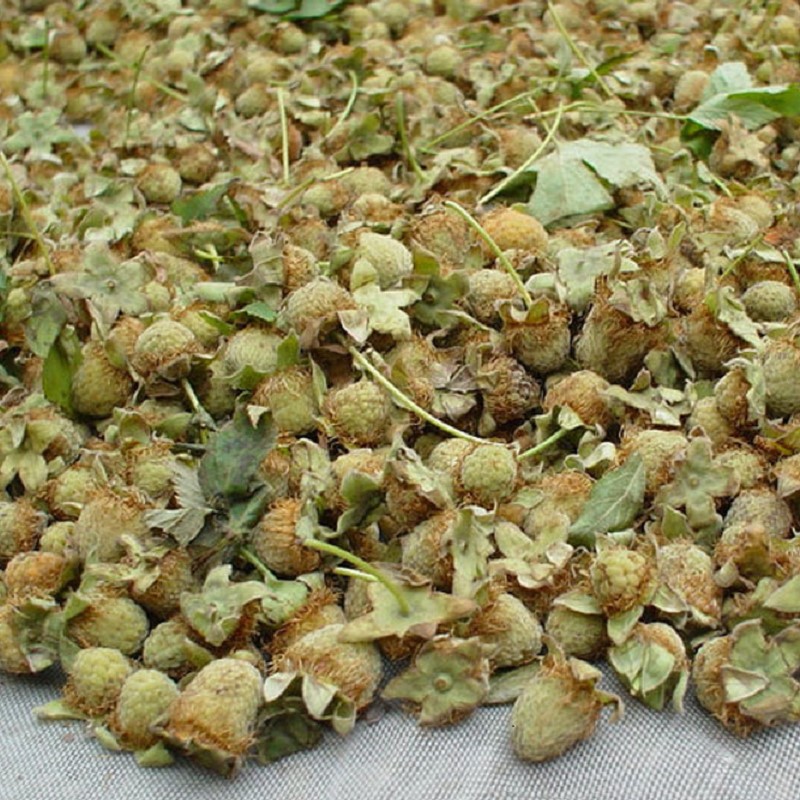 Authentic Large Palm Leaf Raspberry Sapling Red Raspberry Fruit Chinese Medicinal Material March Bubble Thorn Sweet Tea Seed Compound Shed