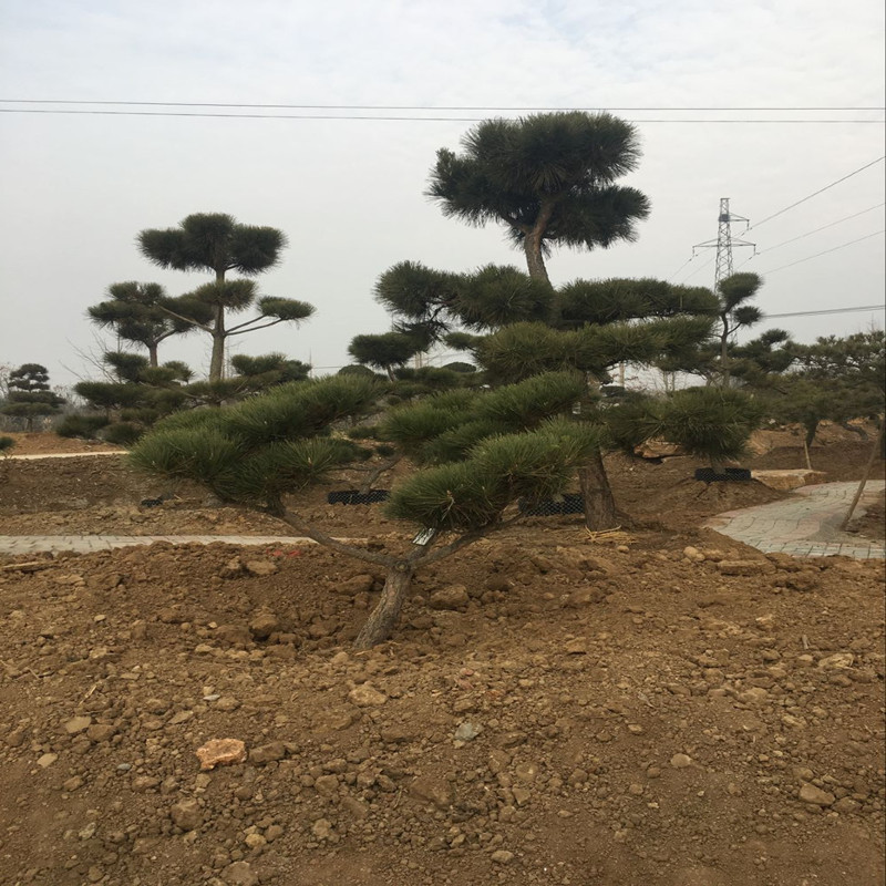 Black Pine Seedlings Miniature Bonsai Small Black Pine Shape Tree Stump Black Pine Large Bonsai Seedlings Shape Pine Five-Needle Pine Oil Pine Saplings
