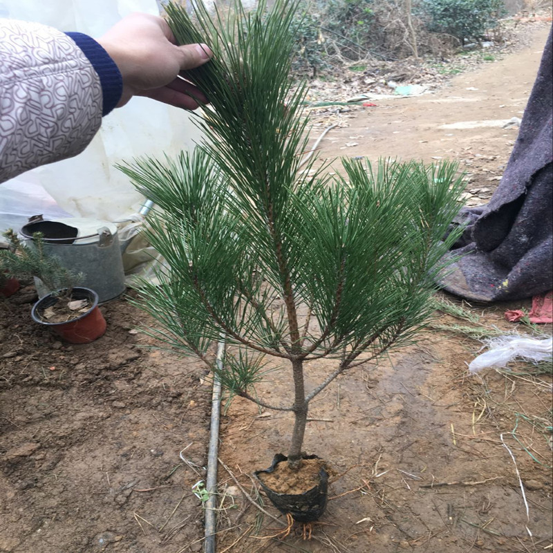 Black Pine Seedlings Miniature Bonsai Small Black Pine Shape Tree Stump Black Pine Large Bonsai Seedlings Shape Pine Five-Needle Pine Oil Pine Saplings
