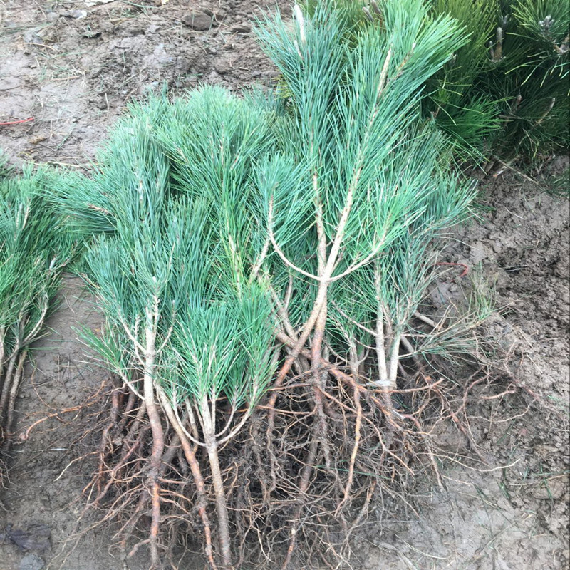 Black Pine Seedlings Miniature Bonsai Small Black Pine Shape Tree Stump Black Pine Large Bonsai Seedlings Shape Pine Five-Needle Pine Oil Pine Saplings