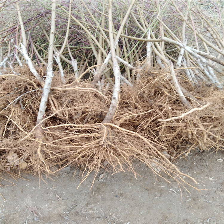 Winter Snow Peach Peach Saplings, Late-Maturing Peach New Varieties, Mature in November, Crisp and Sweet, Late-Maturing Winter Peach Saplings Wholesale