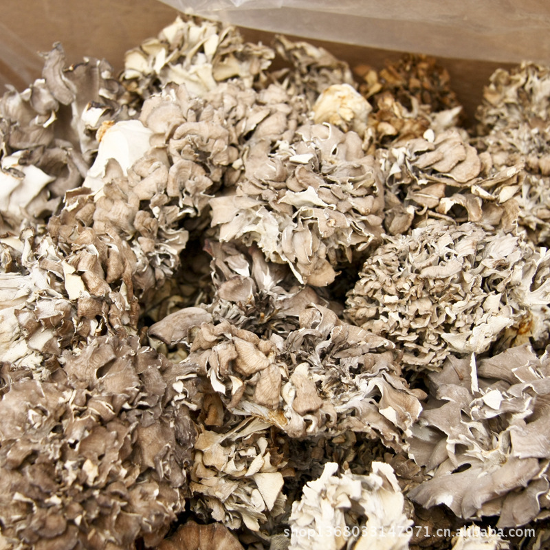 Wholesale Edible Fungus Grifola frondo Dry Grifola frondo Grifola frondo Grifola frondo Grifola frondo wholesale Grifola frondo prices