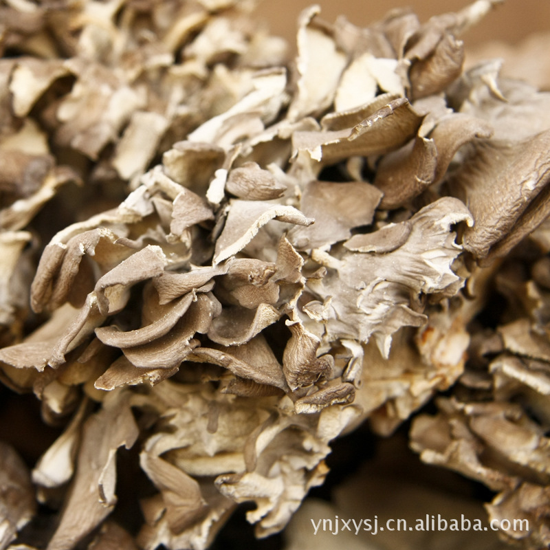Wholesale Edible Fungus Grifola frondo Dry Grifola frondo Grifola frondo Grifola frondo Grifola frondo wholesale Grifola frondo prices