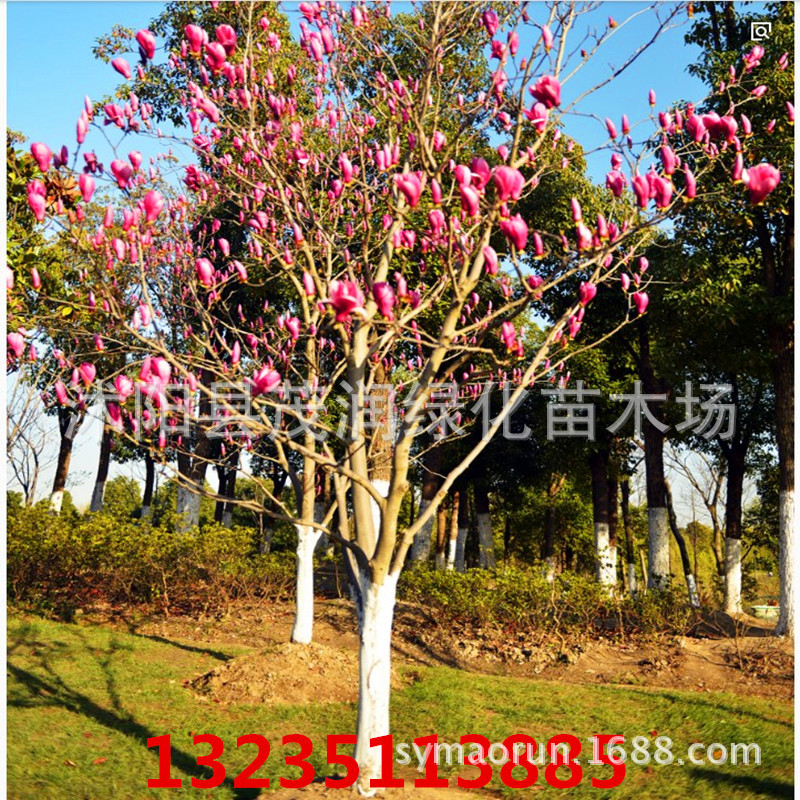 Grafted Magnolia Seedlings Magnolia Saplings Wholesale Yellow Purple Magnolia White Magnolia Magnolia Seedlings Landscaping Saplings