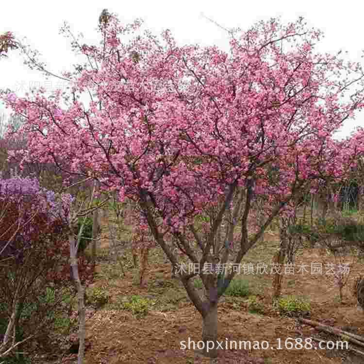 Оптовые саженцы бегонии, бегония Западного Фу, североамериканская бегония, шелковая бегония, бонсай в горшке, саженцы бегонии для двора