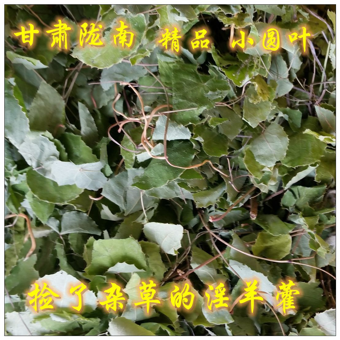 Epimedium Gansu Longnan Wild Small Round Leaf Epimedium Supplement High Content Kidney Three Branches Nine Leaf Grass Strengthening Immortal Spirit Spleen Yang