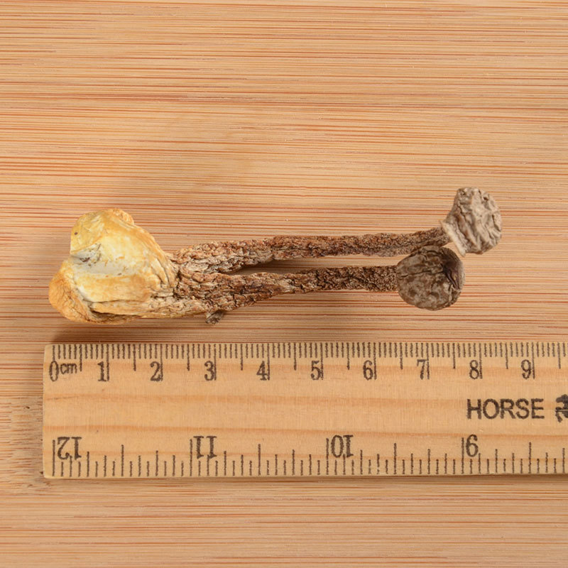 Yunnan dry goods edible antler mushroom dry goods 500g bulk Shanzhen specialty edible fungi wholesale
