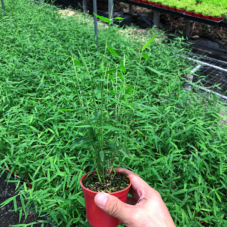 Ji Cuizhu Green Axis Bamboo Rice Bamboo Red Bamboo Golden Silk Buddha Belly Bamboo Australian Style Bamboo Water and Land Tank Landscaping Plant Potted Plant