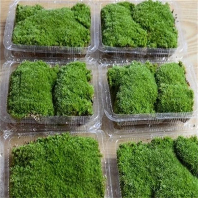 Дикий мох для микландшафта, белый волосатый мох, рокарий, мини-растение в горшке, материалы для DIY, оптовая продажа