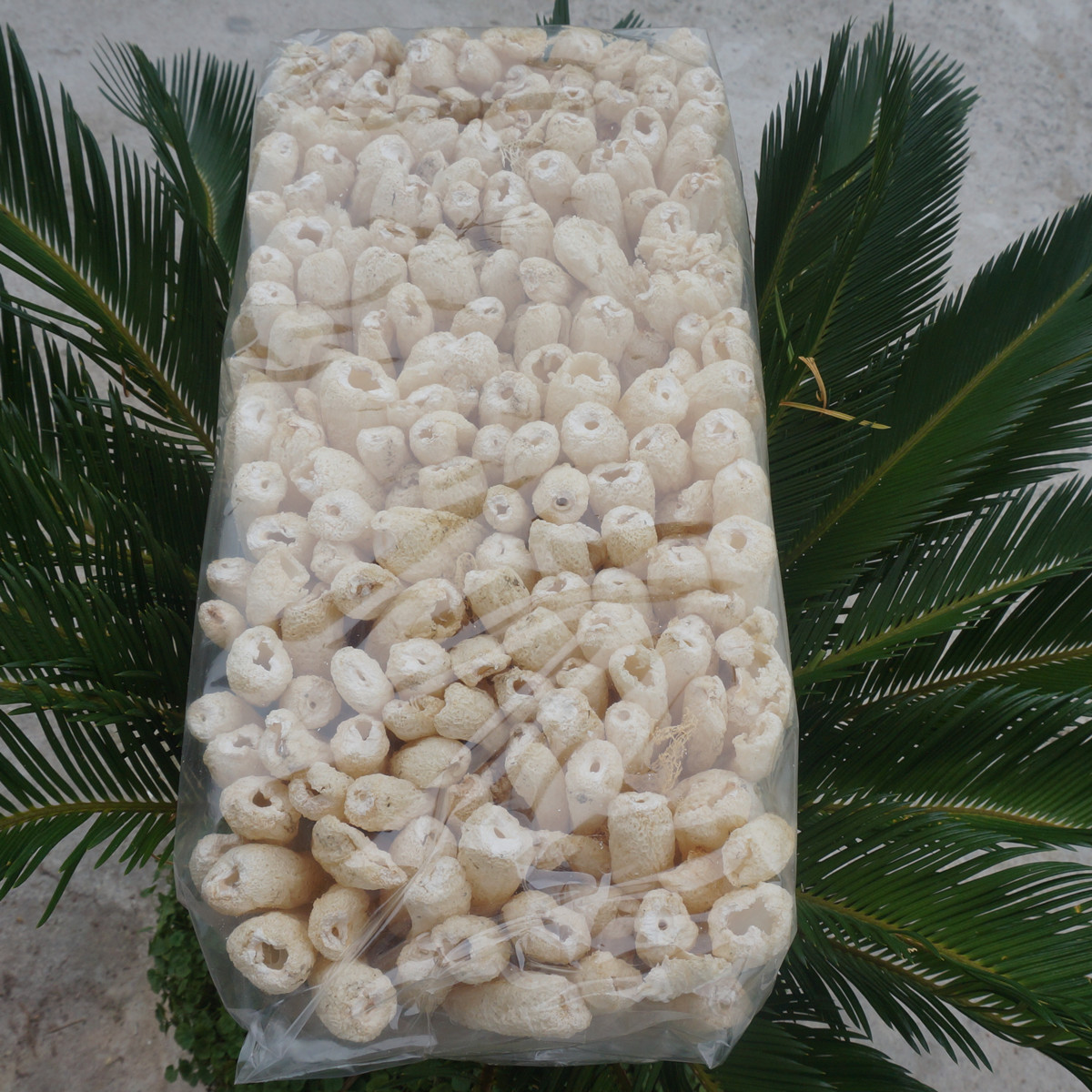 Гутянь, 500 г, оптовая продажа, не дымные съедобные грибы