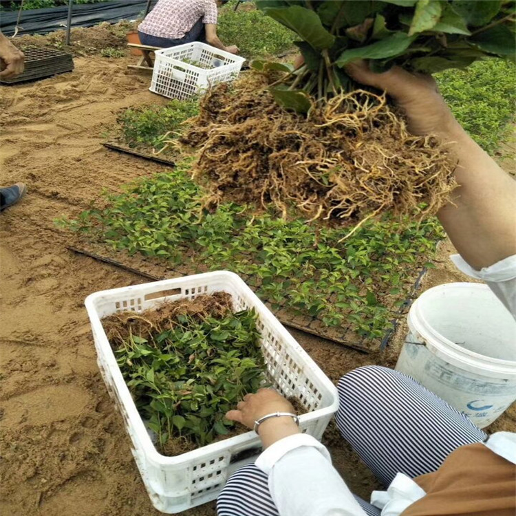 Gisela Dwarf Cherry Seedlings Wholesale Gisela Dwarf No. 6 Rootstock Seedlings No. 12 No. 17 Y1 Cherry Rootstock